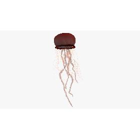 JellyFish 3D model